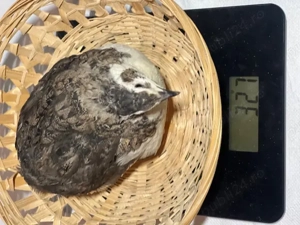 Vand prepelite rasa mixta (4 varietati de culoare) crescute si furajate corespunzator - imagine 2