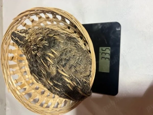 Vand prepelite rasa mixta (4 varietati de culoare) crescute si furajate corespunzator - imagine 4