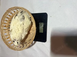 Vand prepelite rasa mixta (4 varietati de culoare) crescute si furajate corespunzator - imagine 3