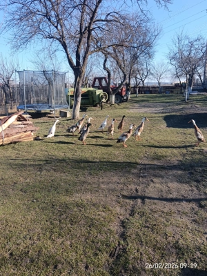 Vând rațe indiene  - imagine 2