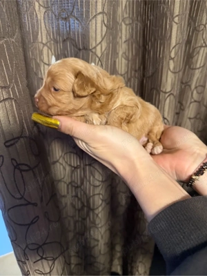 vand baieti pudel toy - imagine 2