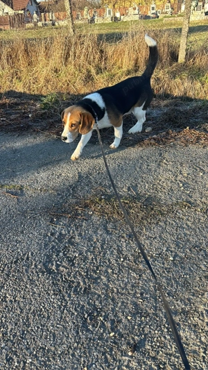Vand caine beagle cațel