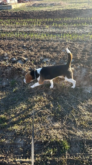 Vand catel beagle 
