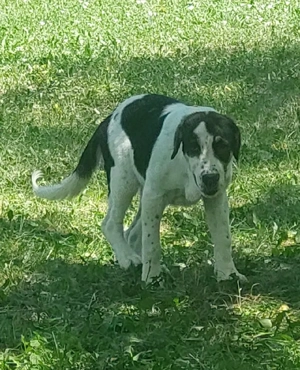 Femelă Asia Centrală  - imagine 3