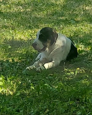 Femelă Asia Centrală  - imagine 2