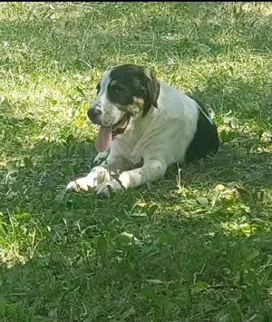 Femelă Asia Centrală 