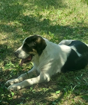 Femelă Asia Centrală  - imagine 4