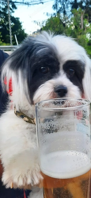 vand 1330 mp intravilan, cu casa batraneasca si container maritim HC, in Alexandru Odobescu,Calarasi - imagine 10