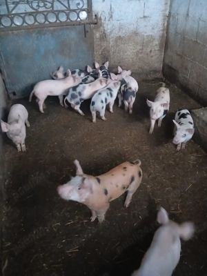 Purcei 7 saptamani landrace pietrean - imagine 3