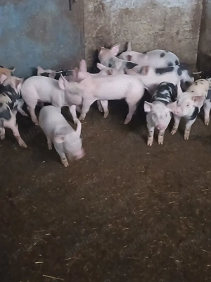 Purcei 7 saptamani landrace pietrean - imagine 5