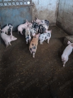 Purcei 7 saptamani landrace pietrean - imagine 2