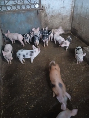 Purcei 7 saptamani landrace pietrean - imagine 4