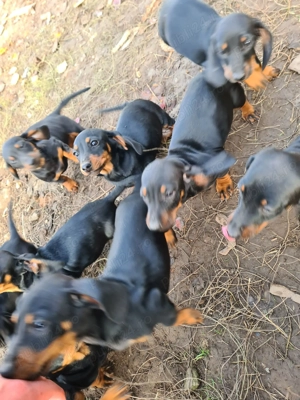 CATEi Teckel  Super  - imagine 5