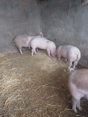Porci 70 80 de kg  - imagine 3