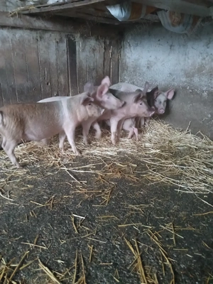 Purcei pentru crescut  - imagine 2