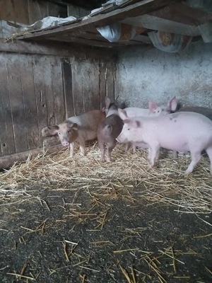 Purcei pentru crescut 