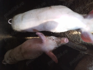 Vand porci romanesti - imagine 2