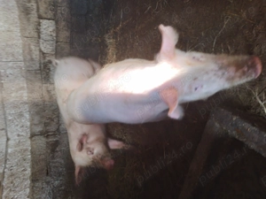 Vand porci romanesti - imagine 3