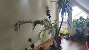 Casa in Deva, zona 22 Decembrie- Balcescu - imagine 15