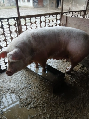 Vând scroafe de tăiat  mari intre200si 300 de kg....................................................