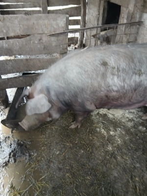 Vând scroafe de tăiat  mari intre200si 300 de kg.................................................... - imagine 2