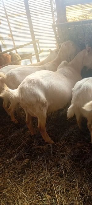 Capre Saanen  și metis gestante 