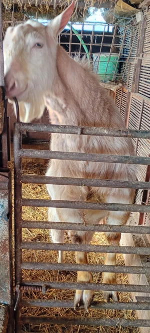 Capre Saanen  și metis gestante  - imagine 5