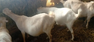 Capre Saanen  și metis gestante  - imagine 2