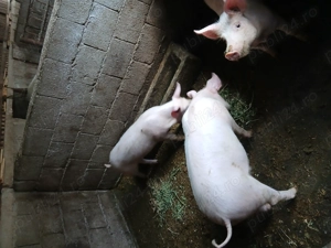 Vand 3 pucei de 4 luni - imagine 3