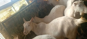 Capre Saanen  și metis gestante  - imagine 3