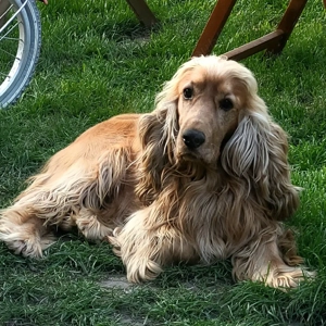 Coker spaniel își cauta stăpân  - imagine 2