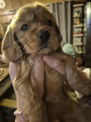 Coker spaniel își cauta stăpân  - imagine 3