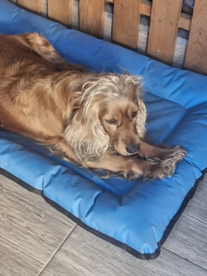 Coker spaniel își cauta stăpân  - imagine 4