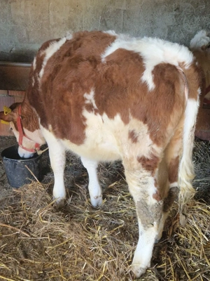 vițele bălțat german 