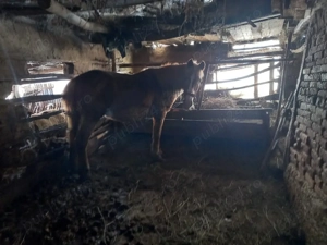 Animale de vanzare  - imagine 3