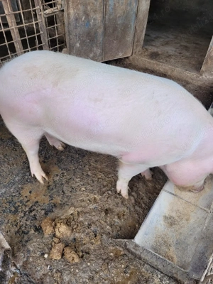 Vand porcii,Marele alb! - imagine 3