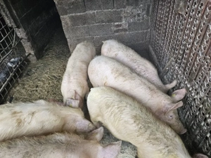 Vand soldani +50kg landras - imagine 3