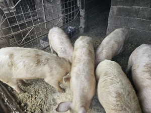 Vand soldani +50kg landras - imagine 2