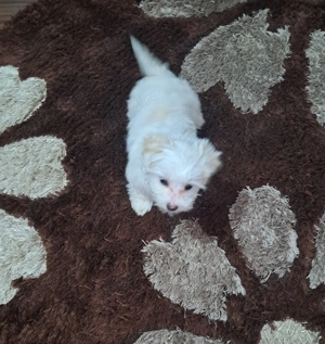 Bichon  maltez  2,luni deparazitați 