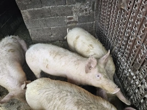 Vand soldani +50kg landras - imagine 4