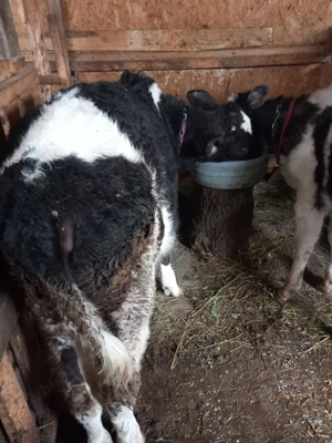 vand două vitele baltata românească  pe negru 