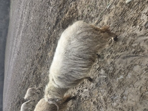 Doua oi de vanzare gestanta - imagine 4