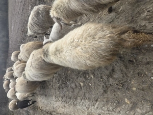 Doua oi de vanzare gestanta - imagine 3