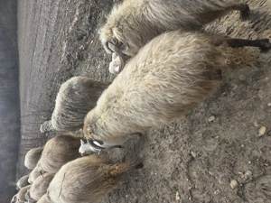 Doua oi de vanzare gestanta - imagine 2