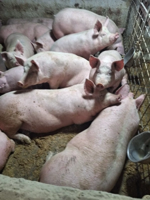 Porci rasa de carne - imagine 2