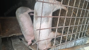 Scrofițe pentru reproducție - imagine 2