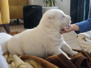 Catei de Asia Centrala Alabai - imagine 3