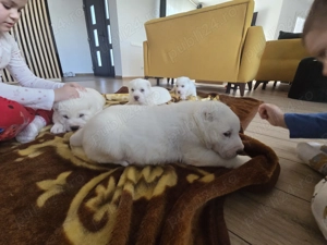 Catei de Asia Centrala Alabai - imagine 2