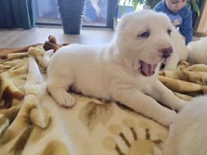 Catei de Asia Centrala Alabai - imagine 4