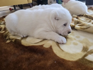 Catei de Asia Centrala Alabai - imagine 5